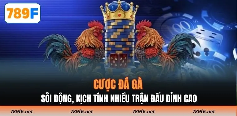 Cược đá gà sôi động, kịch tính nhiều trận đấu đỉnh cao