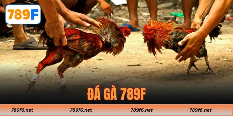 Đá Gà 789F - Kinh Nghiệm Thắng Lớn Cho Các Tay Chơi Online 