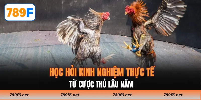 Học hỏi kinh nghiệm thực tế từ cược thủ lâu năm